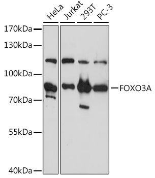 FOXO3A Polyclonal Antibody
