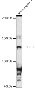 SHIP1 Polyclonal Antibody