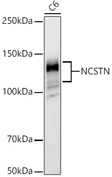 NCSTN Polyclonal Antibody