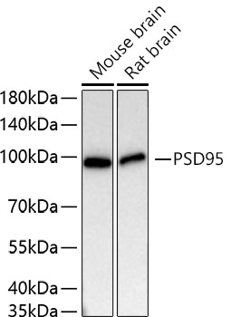 PSD95 Monoclonal Antibody [0M7N4]