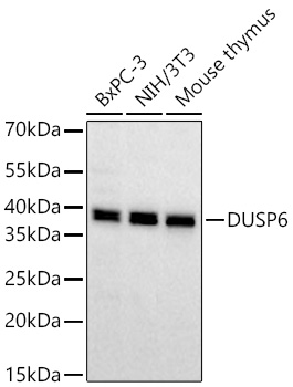 DUSP6 Monoclonal Antibody [1V5L10]