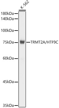 TRMT2A/HTF9C Monoclonal Antibody [2U3W8]