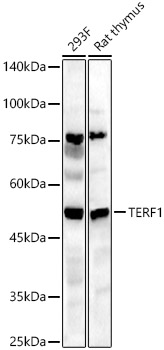 TERF1 Polyclonal Antibody