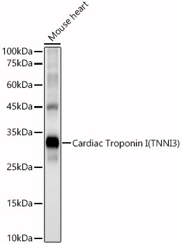 Cardiac Troponin I (TNNI3) Polyclonal Antibody