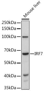 IRF7 Polyclonal Antibody