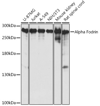 Alpha Fodrin Polyclonal Antibody
