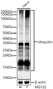 Ubiquitin Polyclonal Antibody