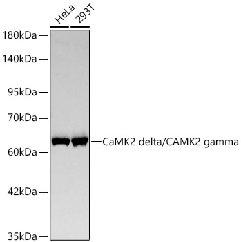 CaMK2 delta/CAMK2 gamma Monoclonal Antibody [7L9F0]