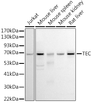 Tec Polyclonal Antibody