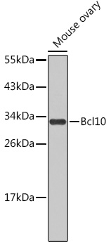 Bcl10 Polyclonal Antibody