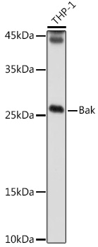 Bak Polyclonal Antibody