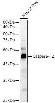 Caspase-12 Polyclonal Antibody