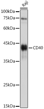 CD40 Polyclonal Antibody
