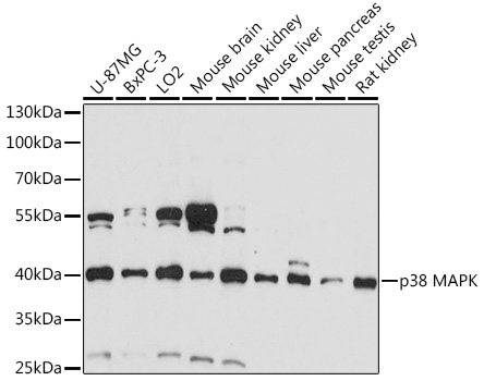 p38 MAPK Polyclonal Antibody