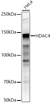 HDAC4 Polyclonal Antibody
