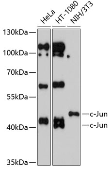c-Jun Polyclonal Antibody