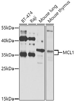 MCL1 Polyclonal Antibody