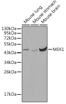 MEK1 Polyclonal Antibody