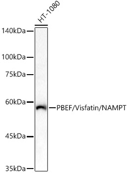PBEF/Visfatin/NAMPT Polyclonal Antibody