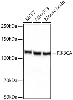 PIK3CA Polyclonal Antibody