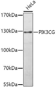 PIK3CG Polyclonal Antibody