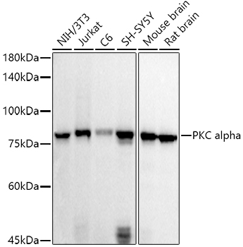 PKC alpha Polyclonal Antibody