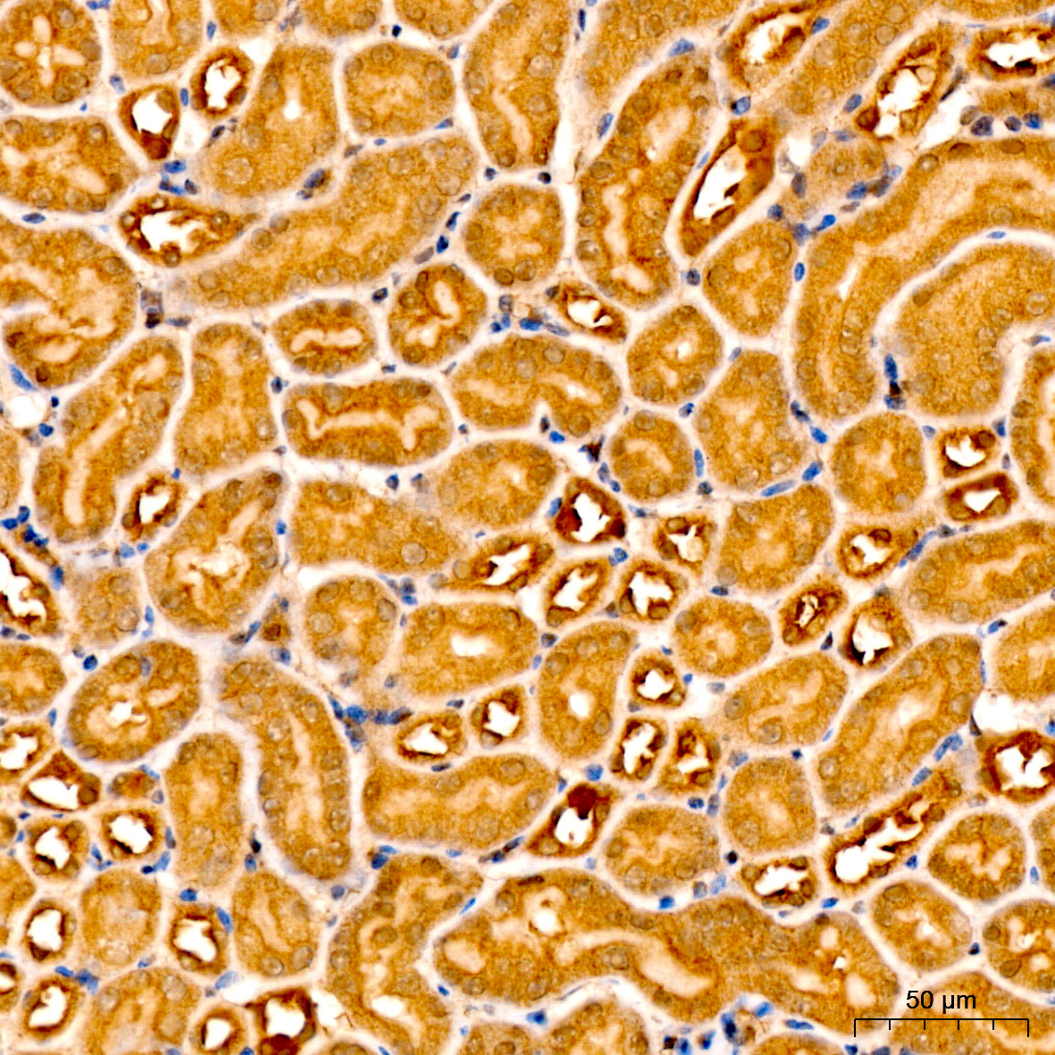 Caspase-9 Polyclonal Antibody