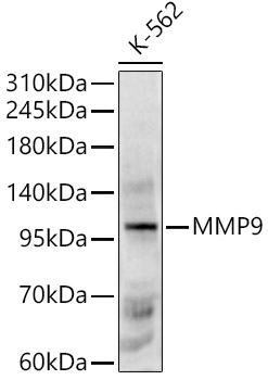 MMP9 Polyclonal Antibody