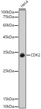 CDK2 Polyclonal Antibody