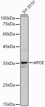 APOE Polyclonal Antibody