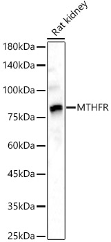 MTHFR Polyclonal Antibody
