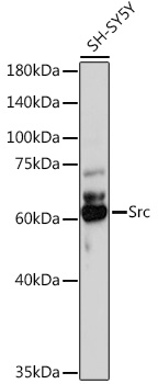 Src Polyclonal Antibody