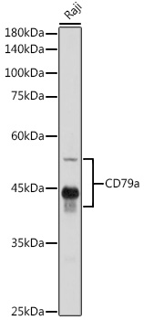 CD79a Polyclonal Antibody