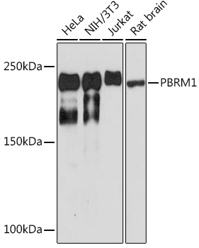 PBRM1 Monoclonal Antibody [9A8C4]