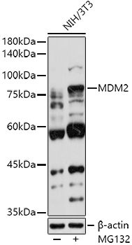 MDM2 Polyclonal Antibody