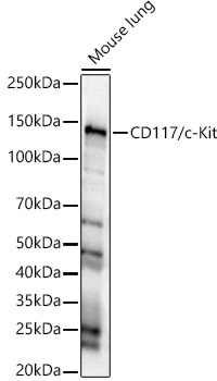 CD117/c-Kit Polyclonal Antibody