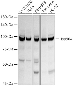 Hsp90a Polyclonal Antibody
