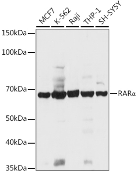 RARa Polyclonal Antibody