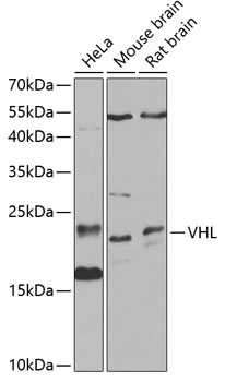 VHL Polyclonal Antibody