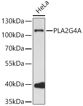PLA2G4A Polyclonal Antibody