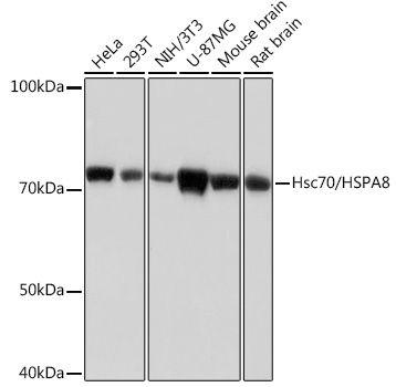 Hsc70/HSPA8 Monoclonal Antibody [0J2Z9]