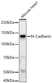 N-Cadherin Polyclonal Antibody