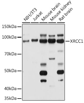 XRCC1 Polyclonal Antibody