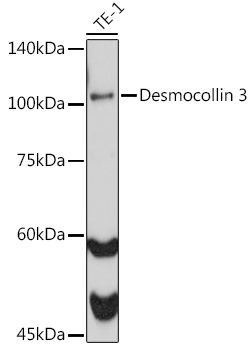 Desmocollin 3 Monoclonal Antibody [7H1O6]