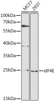 eIF4E Polyclonal Antibody