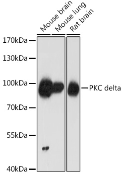 PKC delta Polyclonal Antibody