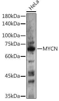 N-Myc/MYCN Polyclonal Antibody