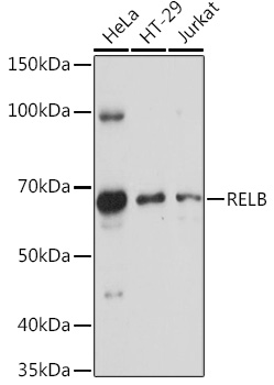 RELB Polyclonal Antibody
