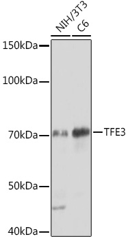 TFE3 Monoclonal Antibody [1O9E9]