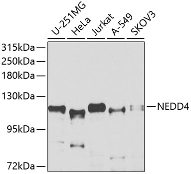 NEDD4 Polyclonal Antibody